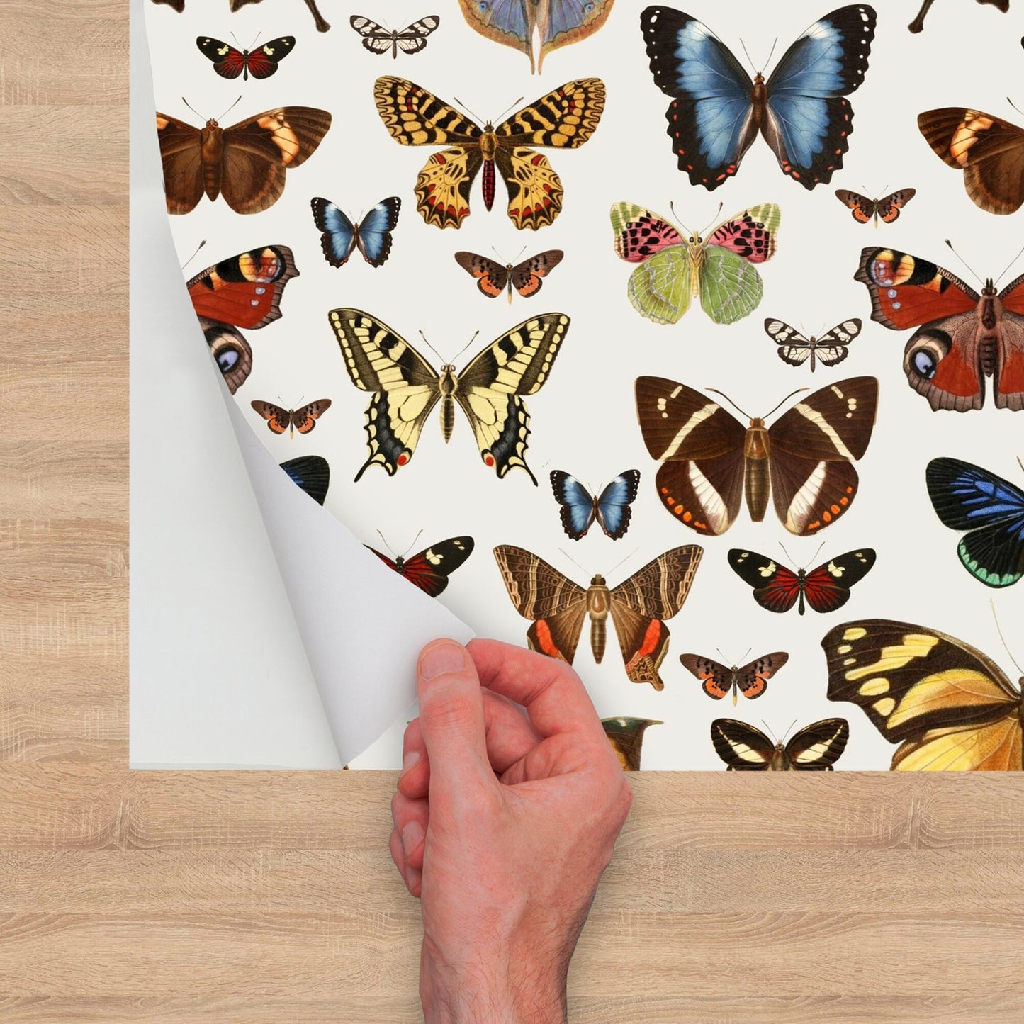 Removable Wallpaper with Butterfly