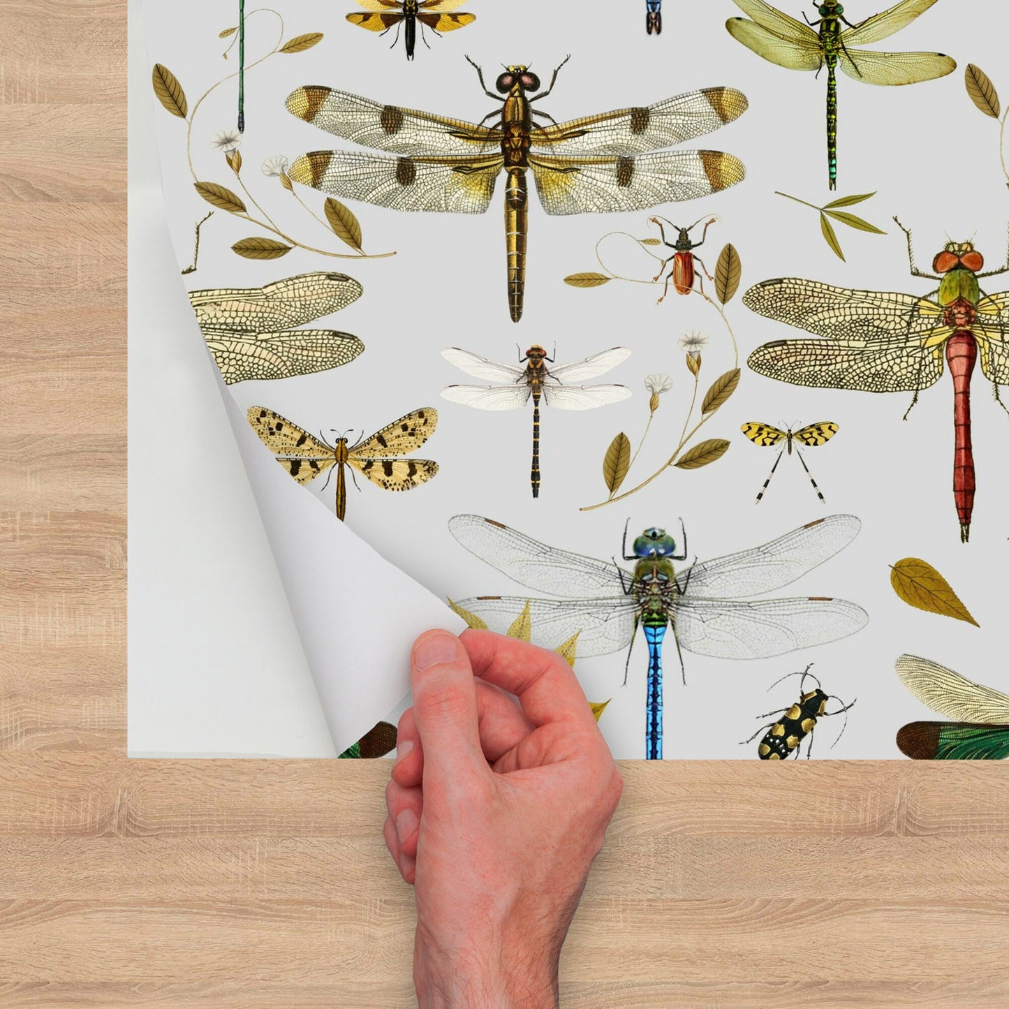 Vinyl Wallpaper with Dragonfly